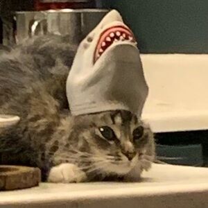 Meet your Posher, Nancy